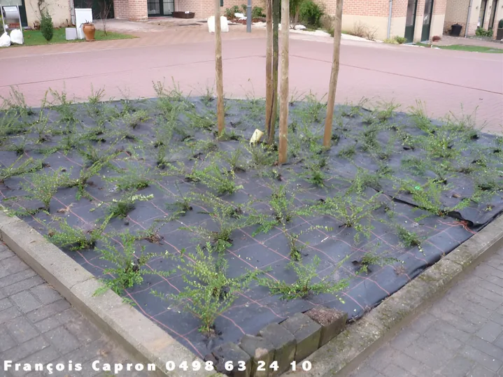 Plantations dans un massif